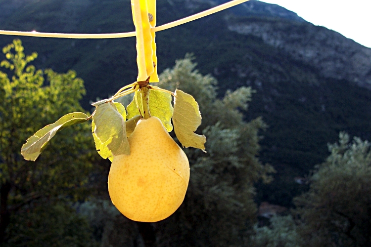 Poire épinglée